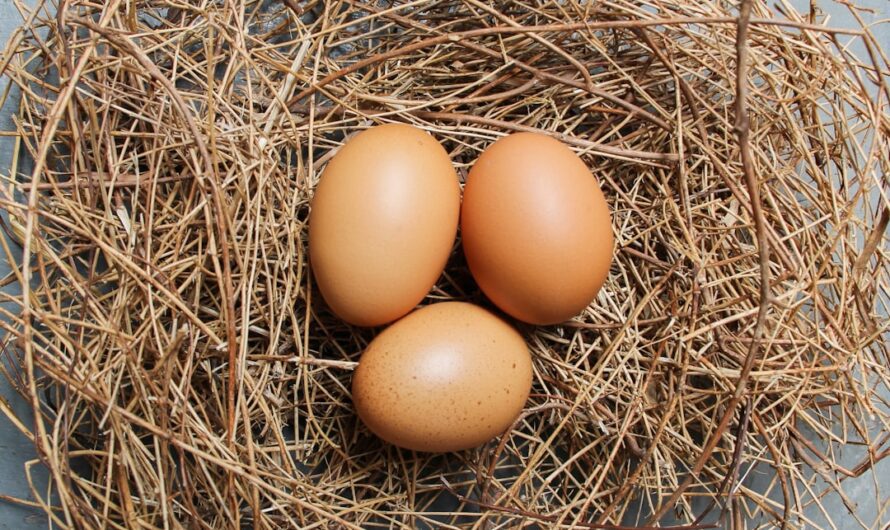 Lebensstil-PLR-Material: Entdecke die besten Tipps für dein Leben